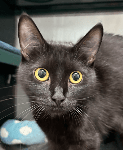 LYDIA - Domestic Short Hair cat available for adoption at AARCS in Calgary (1 of 3)