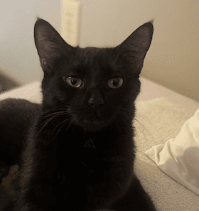 MABEL - Domestic Short Hair cat available for adoption at AARCS in Calgary (1 of 4)