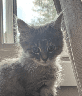 MADISON - Domestic Short Hair available for adoption
