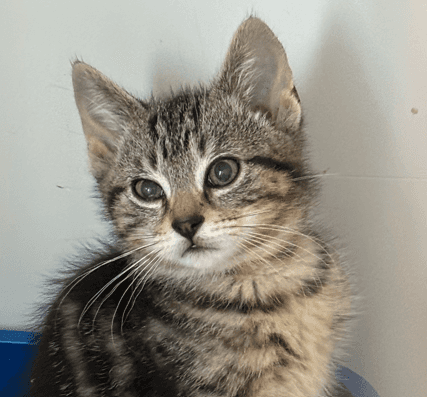 MAHOGANY - Domestic Short Hair available for adoption