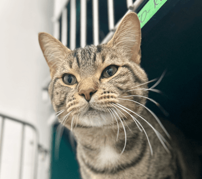 MANGO - Domestic Short Hair cat available for adoption at AARCS in Calgary (1 of 2)