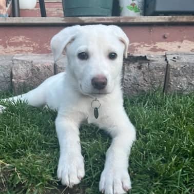MASON - Retriever, Labrador Mixed available for adoption