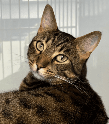MEOWTH - Domestic Short Hair cat available for adoption at AARCS in Calgary (1 of 3)
