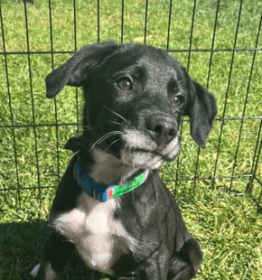 MERMAID - Border Collie Mixed available for adoption