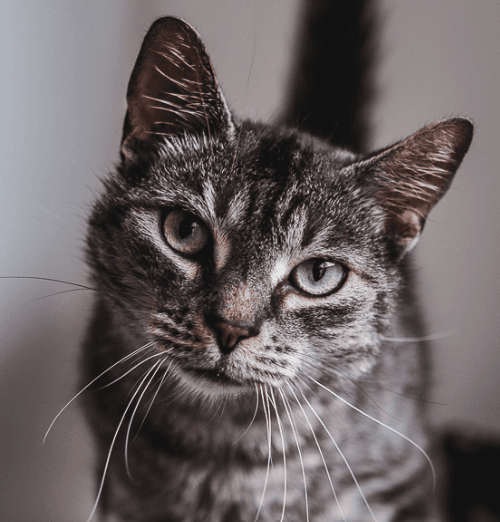 MERROW - Domestic Short Hair cat available for adoption in Calgary