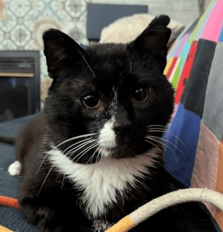 MICKEY - Domestic Short Hair cat available for adoption at AARCS in Calgary