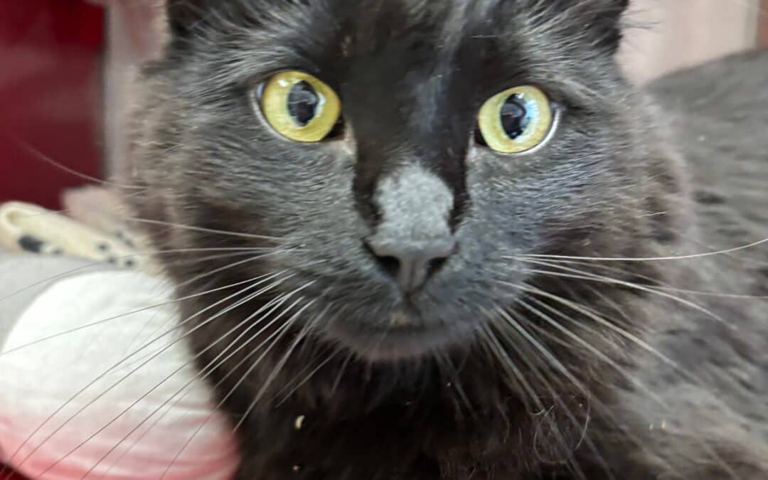 MIMI - Domestic Medium Hair cat available for adoption at AARCS in Calgary (1 of 5)