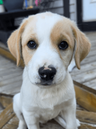 MIRA - Labrador Retriever mixed available for adoption