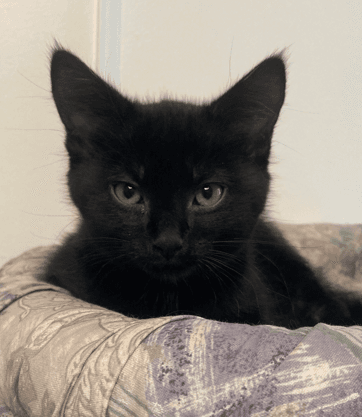 MORPHEUS - Domestic Short Hair available for adoption