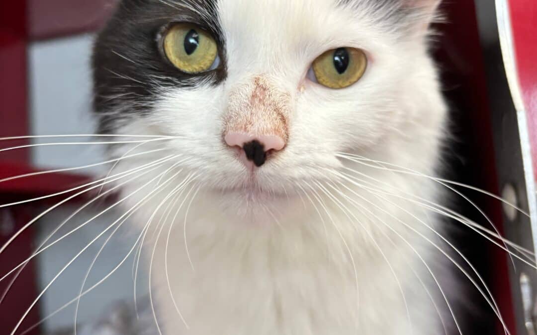NARNIA - Domestic Medium Hair cat available for adoption at AARCS in Calgary (1 of 4)