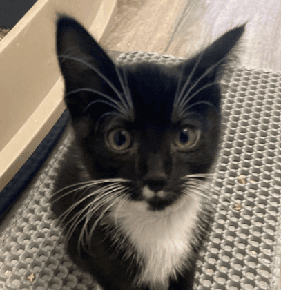 NEO - Domestic Short Hair available for adoption