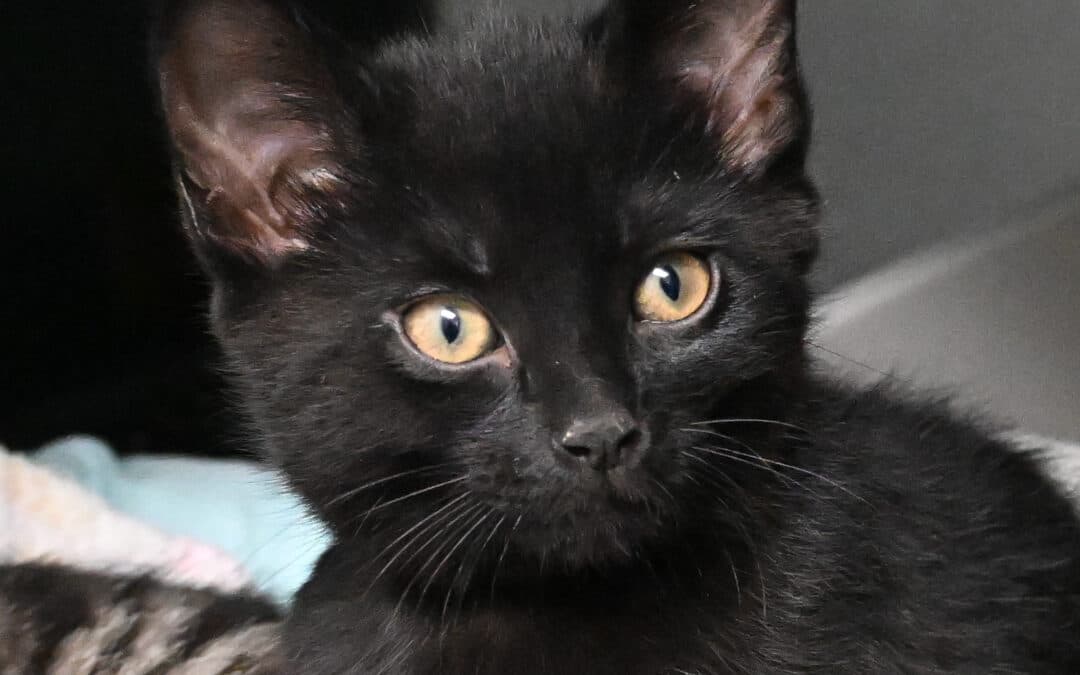 NOIR - Domestic Short Hair cat available for adoption at AARCS in Calgary