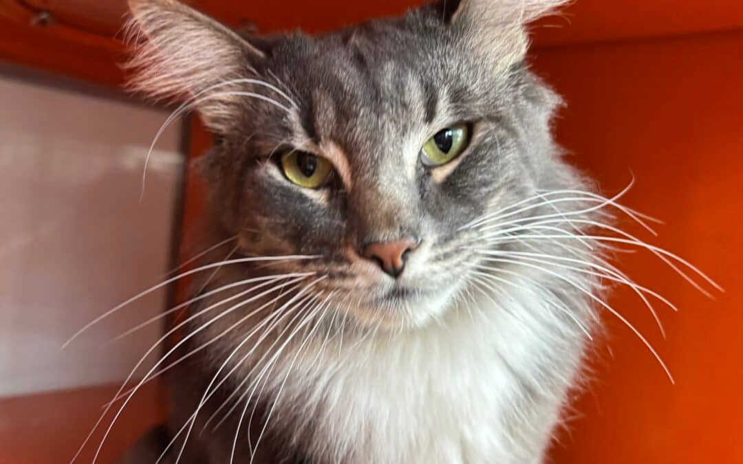 OLAF - Domestic Medium Hair cat available for adoption at AARCS in Calgary (1 of 5)