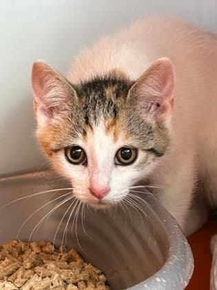 ORYX - Domestic Short Hair cat available for adoption at AARCS in Calgary