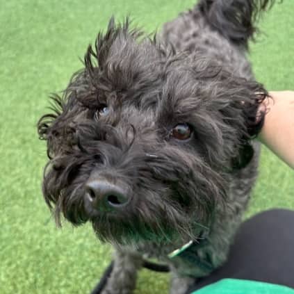 OSCAR - Poodle, Miniature Mixed available for adoption