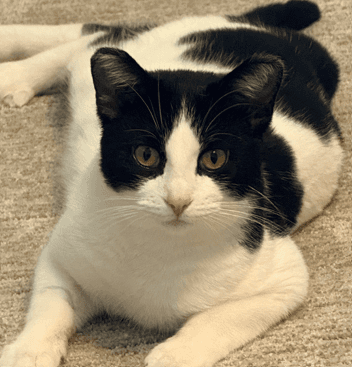 OWEN - Domestic Medium Hair cat available for adoption at AARCS in Calgary (1 of 6)