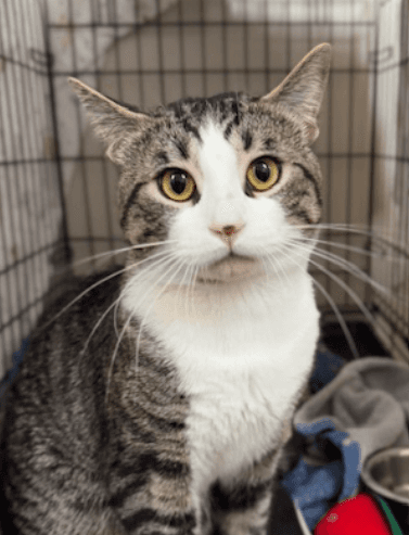 PANICLE - Domestic Short Hair cat available for adoption at AARCS in Calgary (1 of 6)