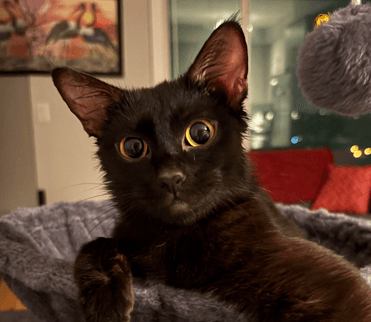 PANTHER - Domestic Short Hair available for adoption
