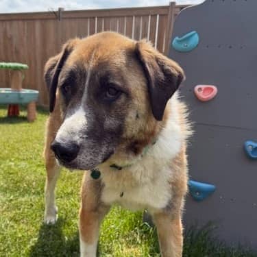 PARKER - Great Pyrenees Mixed available for adoption