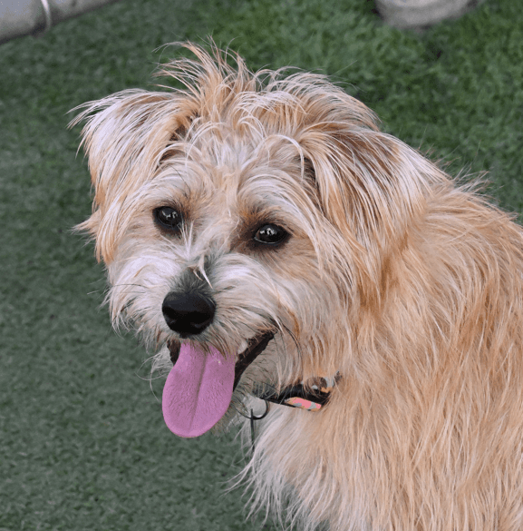 Pascal - Terrier Mixed available for adoption