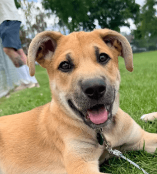 PECAN - Mastiff Mixed available for adoption at AARCS in Calgary (1 of 5)
