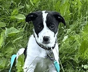 PEGASUS - Border Collie Mixed available for adoption