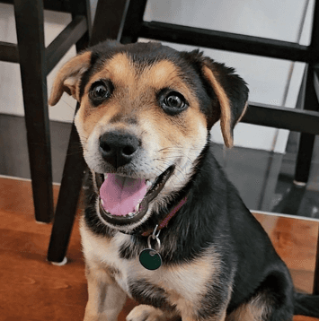 PENNY - German Shepherd Mixed available for adoption