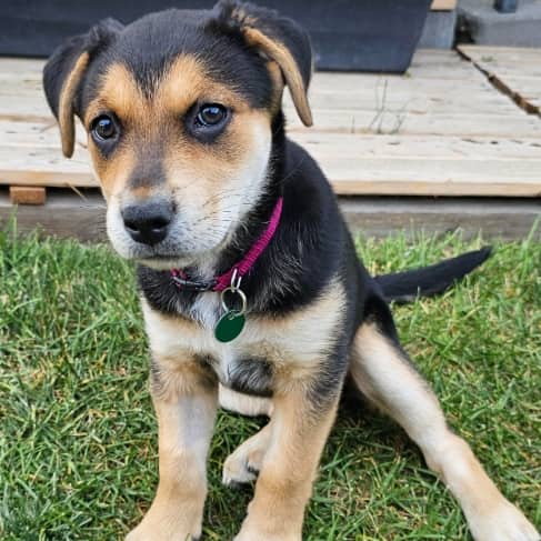 PENNY - German Shepherd Mixed available for adoption