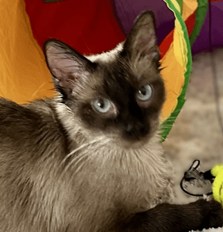 PEONY - Domestic Short Hair available for adoption