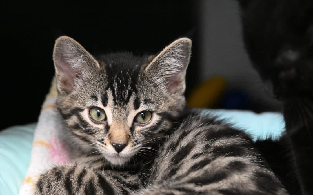 PEPPER - Domestic Short Hair cat available for adoption at AARCS in Calgary (1 of 3)