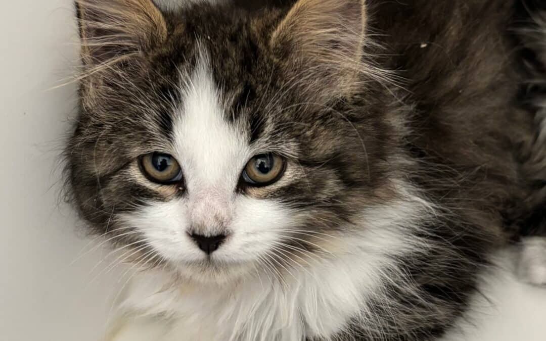 PERRY - Domestic Long Hair cat available for adoption at AARCS in Calgary (1 of 3)