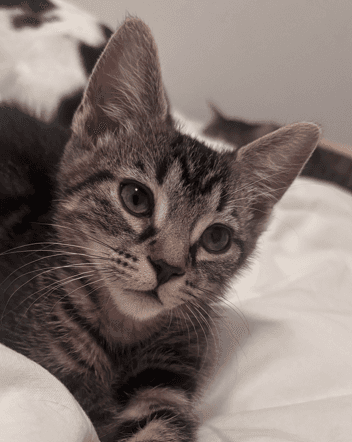PIGLET - Domestic Short Hair cat available for adoption at AARCS in Calgary (1 of 3)