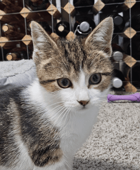 PINION - Domestic Short Hair cat available for adoption at AARCS in Calgary