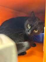 POLO - Domestic Short Hair available for adoption