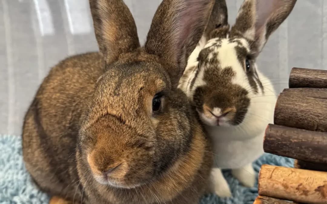 POSIE - New Zealand / New Zealand available for adoption in Calgary