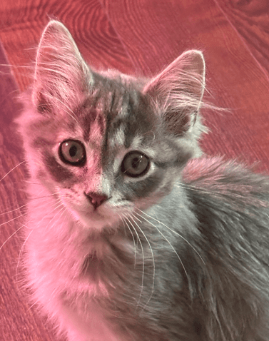 PUFFLING - Domestic Long Hair cat available for adoption at AARCS in Calgary (1 of 5)