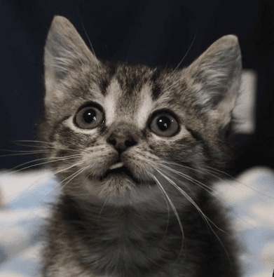 PURZ - Domestic Short Hair available for adoption