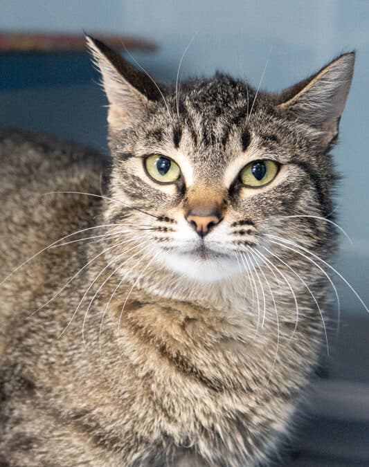 RANDY - Domestic Medium Hair cat available for adoption at AARCS in Calgary (1 of 4)