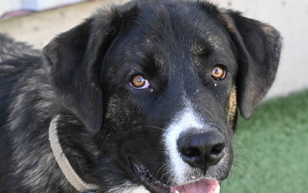 RIO - Bernese Mountain Dog Mixed available for adoption