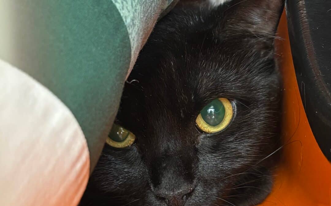RIZZO - Domestic Short Hair cat available for adoption at AARCS in Calgary