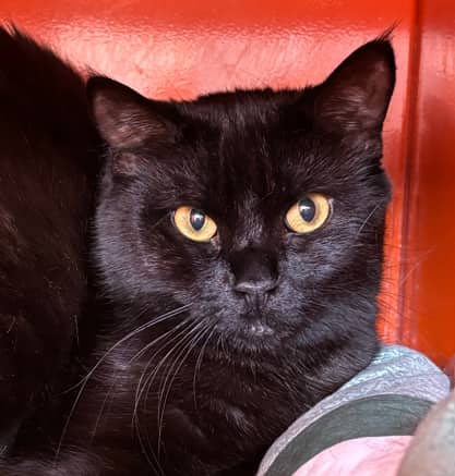 RIZZO - Domestic Short Hair cat available for adoption at AARCS in Calgary (1 of 3)