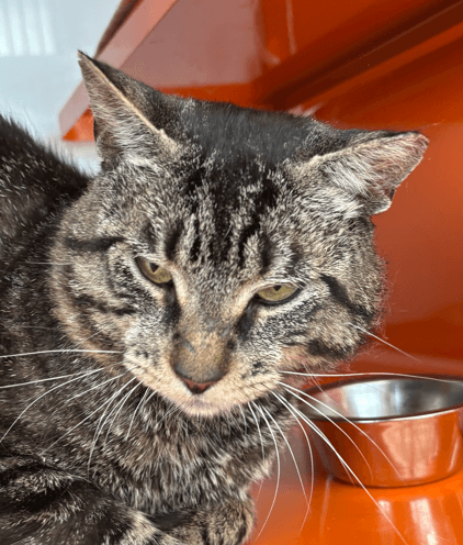 ROBERT - Domestic Short Hair cat available for adoption at AARCS in Calgary (1 of 6)