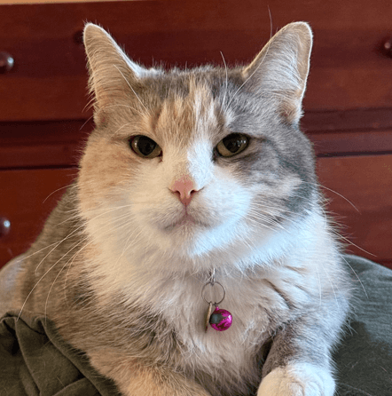 ROSIE - Domestic Short Hair available for adoption