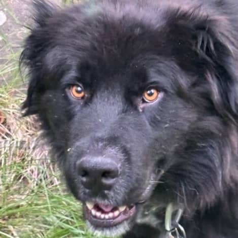 RUPERT - Newfoundland Mixed available for adoption