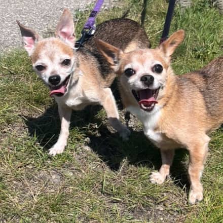 SQUIRT - Chihuahua Short Coat Mixed available for adoption