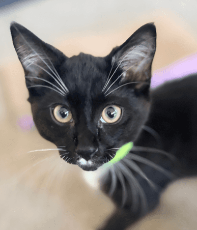 SEVENS - Domestic Short Hair cat available for adoption at AARCS in Calgary (1 of 4)