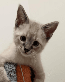 SILAS - Domestic Short Hair available for adoption