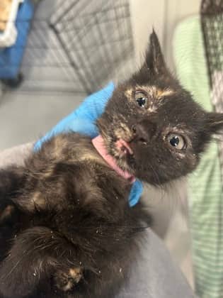 SINCLAIR - Domestic Short Hair cat available for adoption at AARCS in Calgary