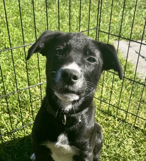 SIREN - Border Collie Mixed available for adoption