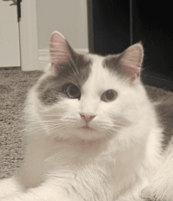 SOUP - Domestic Medium Hair cat available for adoption at AARCS in Calgary (1 of 6)